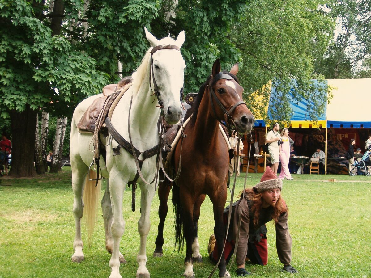 Přeprava koní